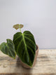 Philodendron Luxurians – Texture Scolpita Carattere Deciso | Aracearium