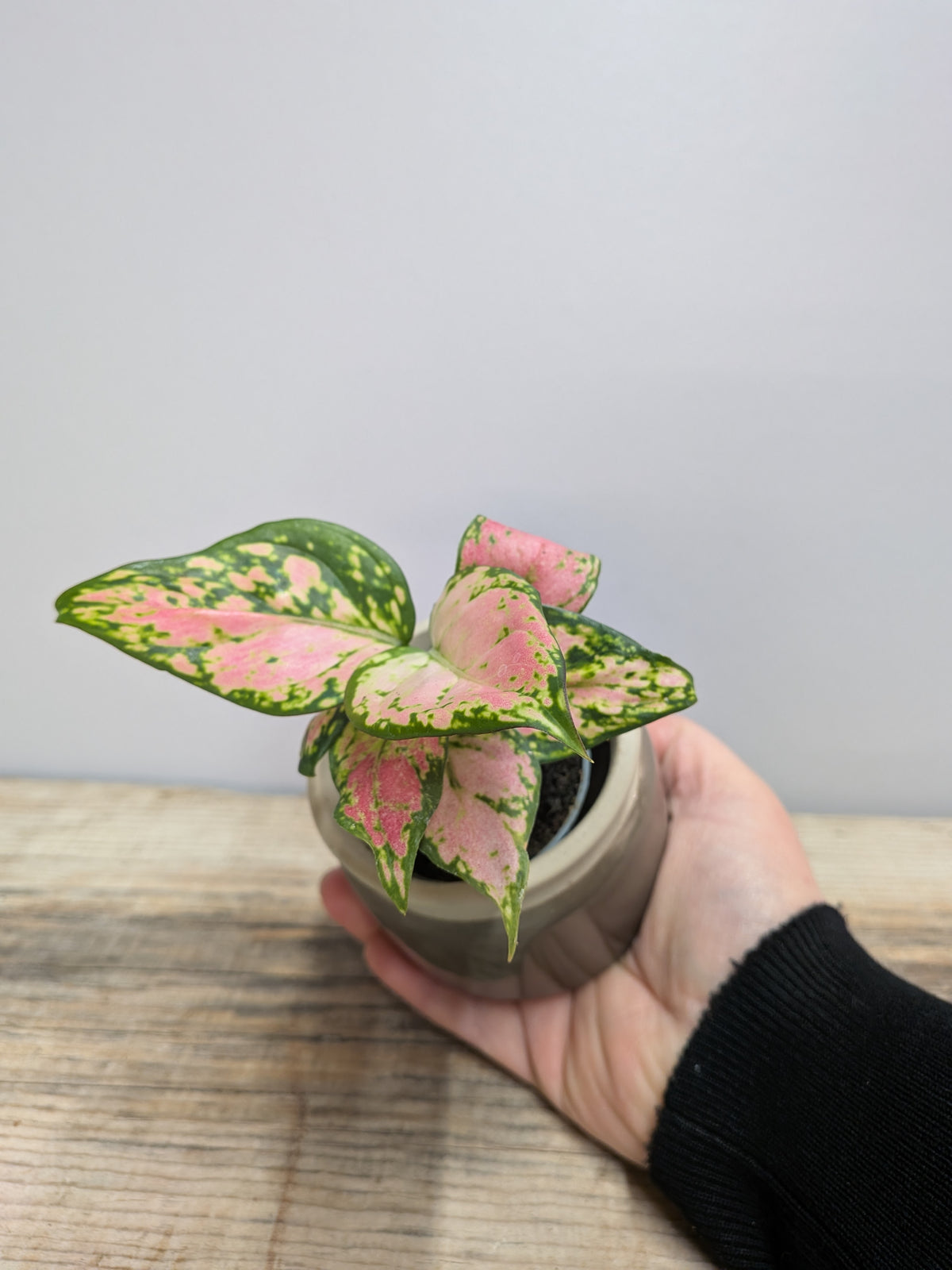 Aglaonema Lucky Red – Colore e Armonia