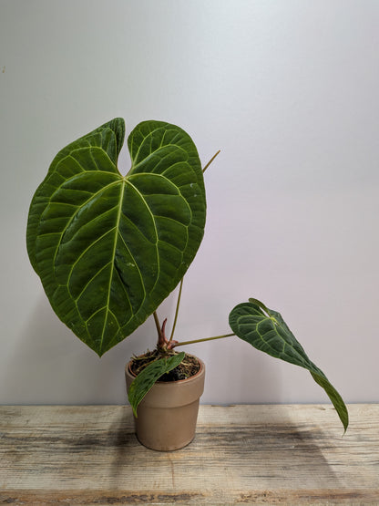 Anthurium Papillilaminum x Magnificum – Velluto Maestosità | Aracearium