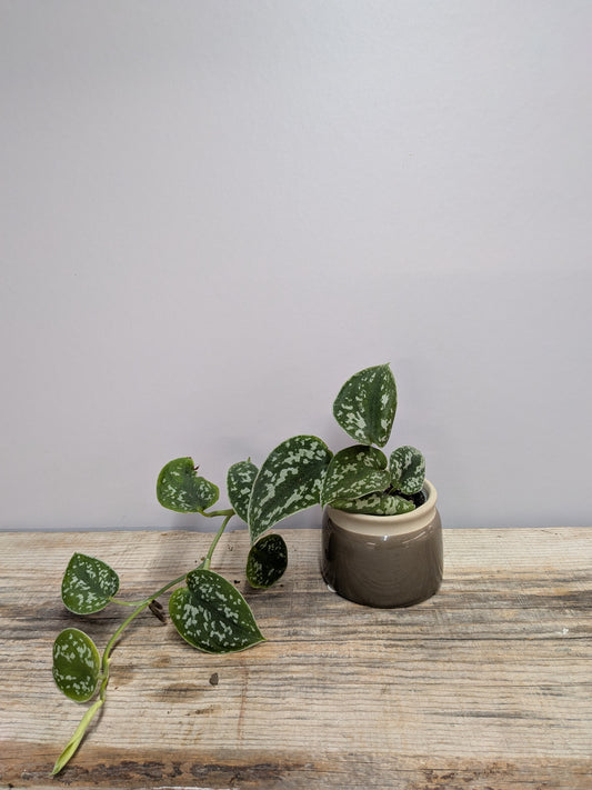 Scindapsus Argyraeus – Delicate macchie argentate