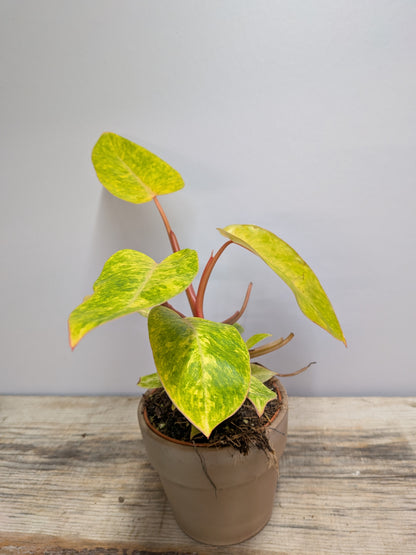 Philodendron Orange Marmalade – Variegature calde e vibranti