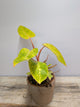 Philodendron Orange Marmalade – Variegature calde e vibranti