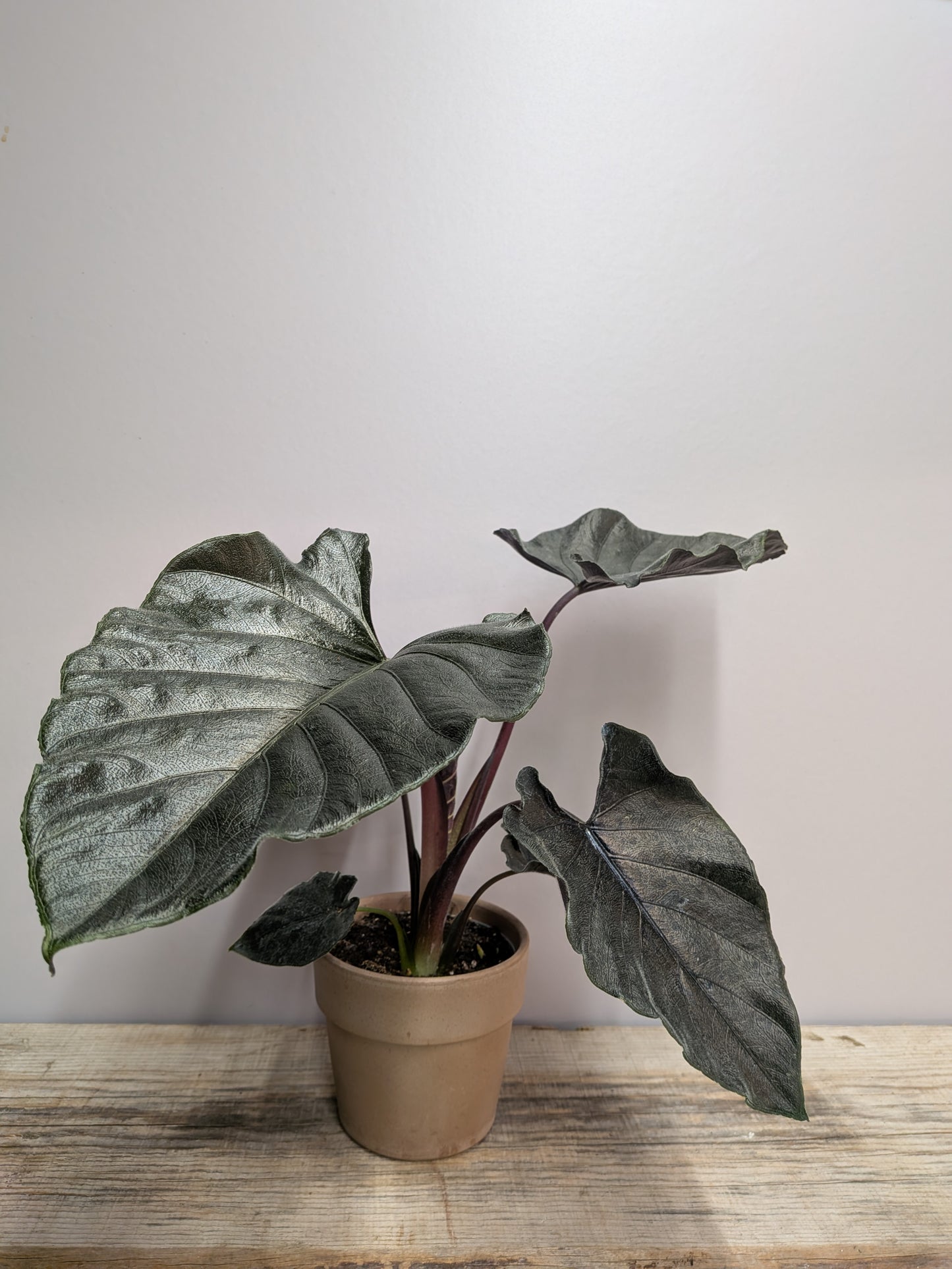 Alocasia Antoro Velvet – Foglie Vellutate Cuoriformi | Aracearium