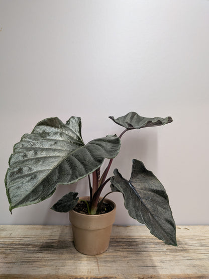 Alocasia Antoro Velvet – Foglie Vellutate Cuoriformi | Aracearium