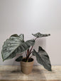 Alocasia Antoro Velvet – Foglie Vellutate Cuoriformi | Aracearium