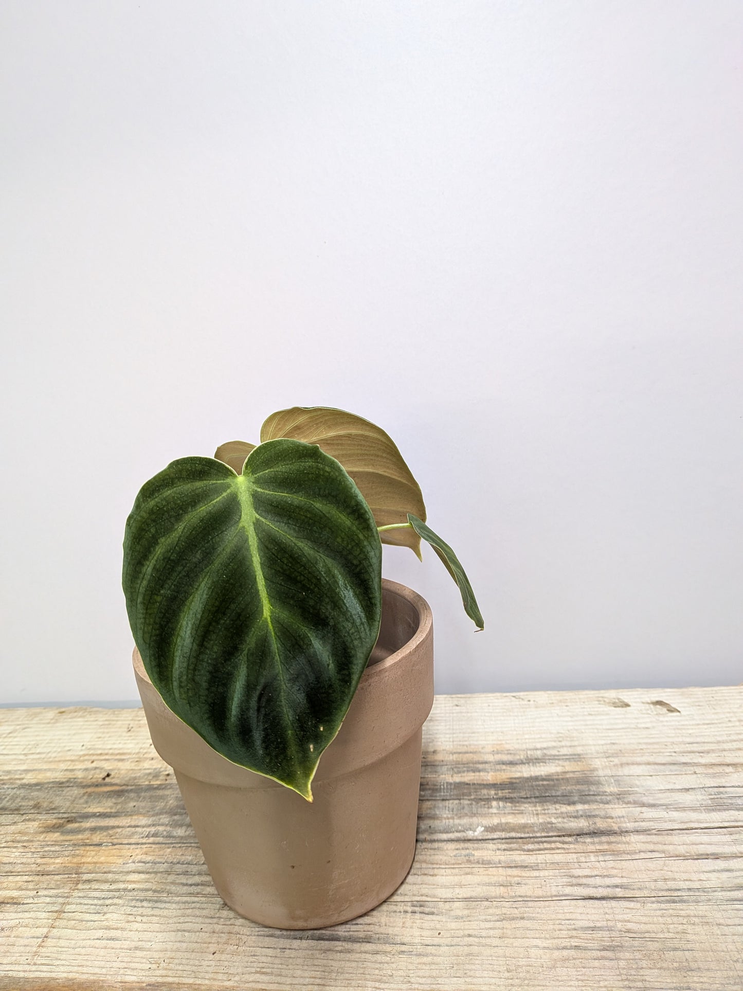 Philodendron Luxurians – Texture Scolpita Carattere Deciso | Aracearium
