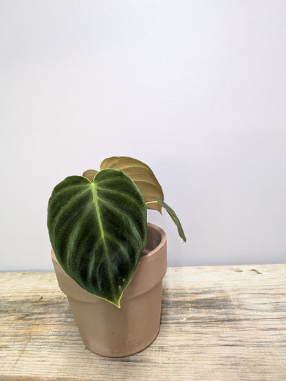 Philodendron Luxurians – Texture Scolpita Carattere Deciso | Aracearium