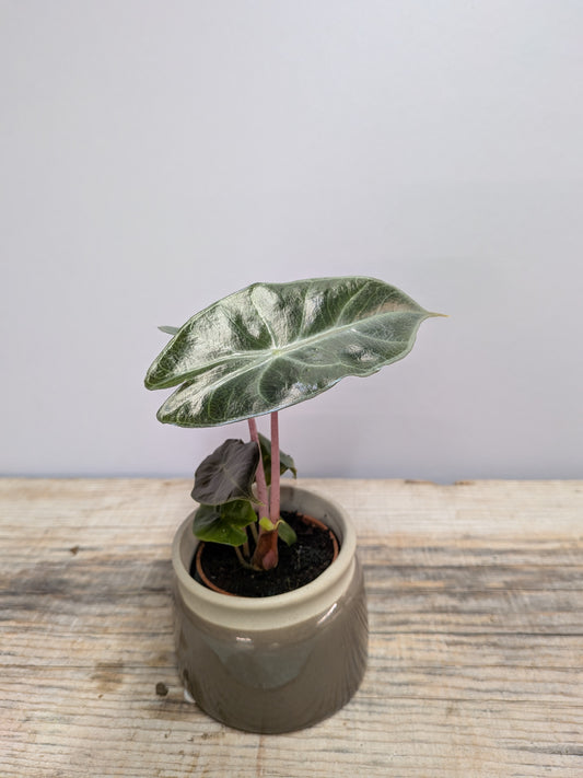 Alocasia Pink Dragon – Eleganza Esotica Riflessi Rosati | Aracearium