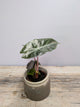 Alocasia Pink Dragon – Eleganza Esotica Riflessi Rosati | Aracearium