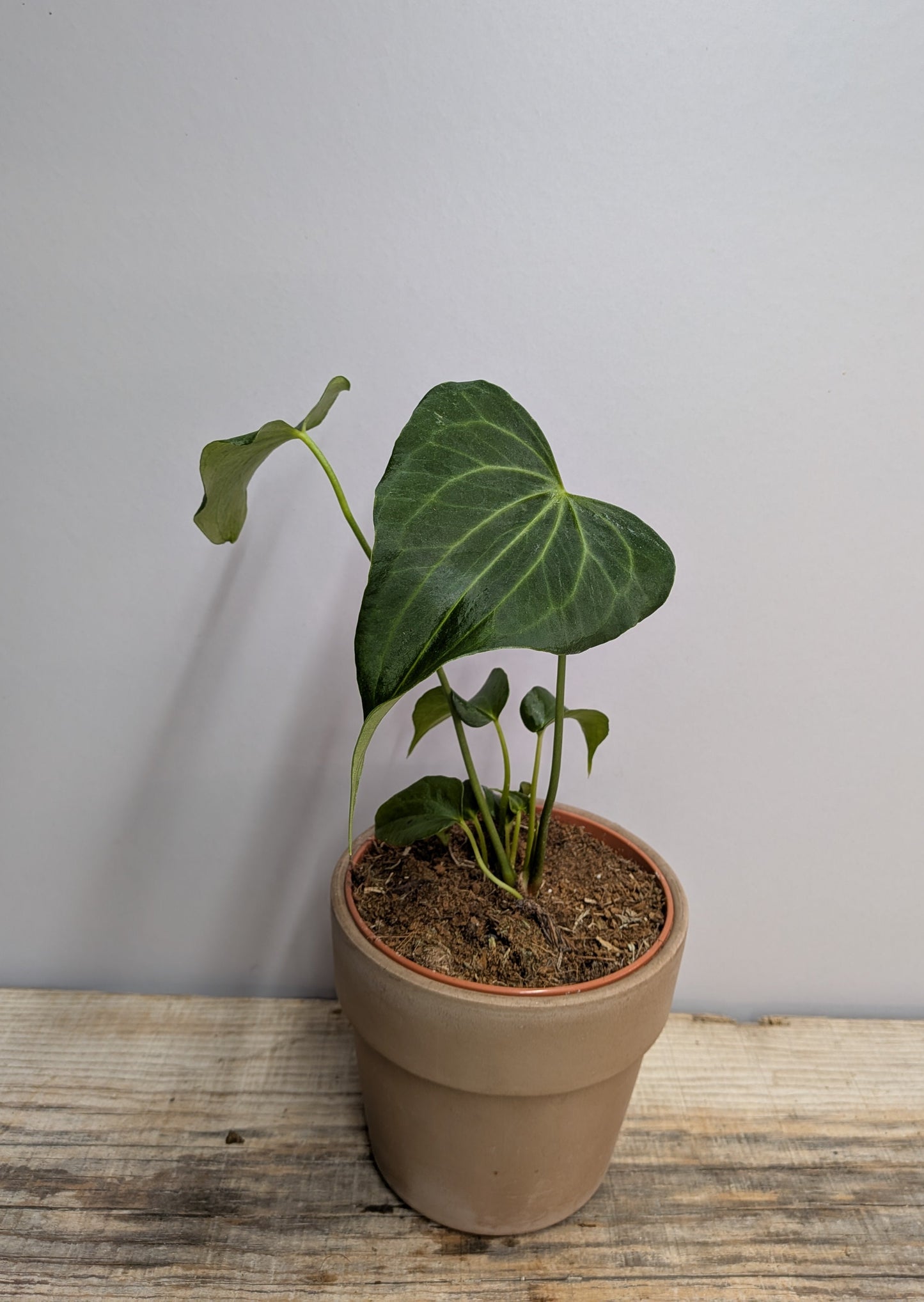 Anthurium Clarinervium x Pedatoradiatum – Ibrido Elegante | Aracearium