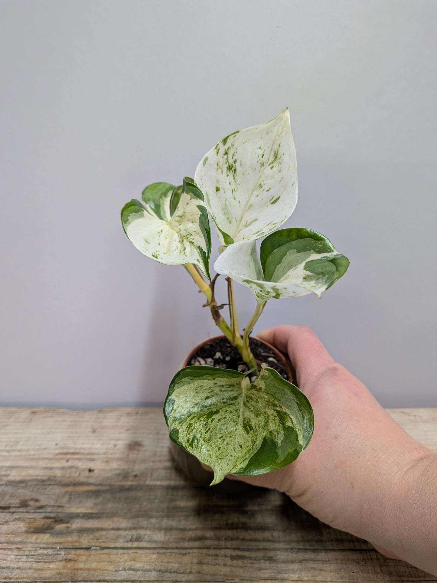 Epipremnum Manjula – Variegature morbide ed eleganti