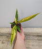 Philodendron Caramel Marble – Variegatura Calda Preziosa | Aracearium