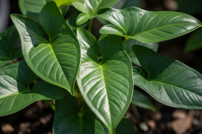 Syngonium Emerlad Green (verde unito, saturo e senza variegature= macro